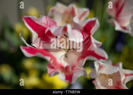 Yello0w, bianco e rosso i tulipani Foto Stock