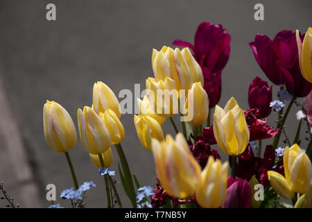 Yello0w, bianco e rosso i tulipani Foto Stock