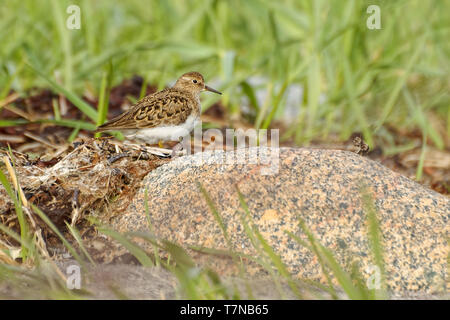 Temmincks stint - Calidris temminckii è un piccolo wader, simile a pochi stint. Foto Stock