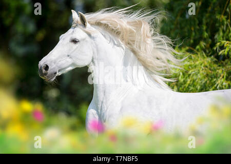 Puro Cavallo Spagnolo, PRE, Cartusian cavalli andalusi. Stallone grigio al galoppo su un pascolo, ritratto. Svizzera Foto Stock