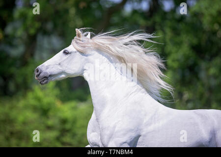 Puro Cavallo Spagnolo, PRE, Cartusian cavalli andalusi. Stallone grigio al galoppo su un pascolo, ritratto. Svizzera Foto Stock
