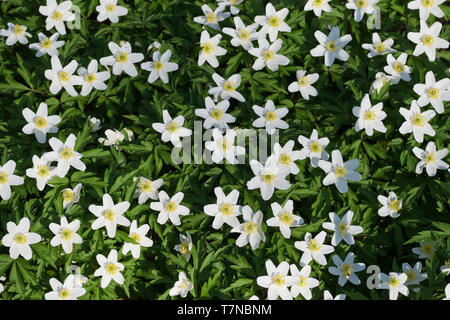 Primo piano vista dei fiori bianchi di primavera che fioriscono nella foresta, fiori Anemone nemorosa in fiore, Finlandia. Foto Stock