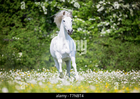 Puro Cavallo Spagnolo, PRE, Cartusian cavalli andalusi. Stallone grigio al galoppo su un pascolo. Svizzera Foto Stock