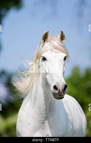 Puro Cavallo Spagnolo, PRE, Cartusian cavalli andalusi. Ritratto di stallone grigio. Svizzera Foto Stock