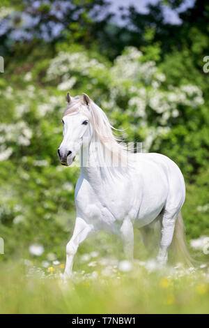 Puro Cavallo Spagnolo, PRE, Cartusian cavalli andalusi. Grigio stallone trotto su un pascolo. Svizzera Foto Stock