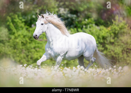 Puro Cavallo Spagnolo, PRE, Cartusian cavalli andalusi. Stallone grigio al galoppo su un pascolo. Svizzera Foto Stock