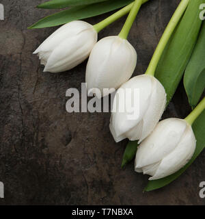 Quattro tulipani bianco su grigio ardesia Foto Stock