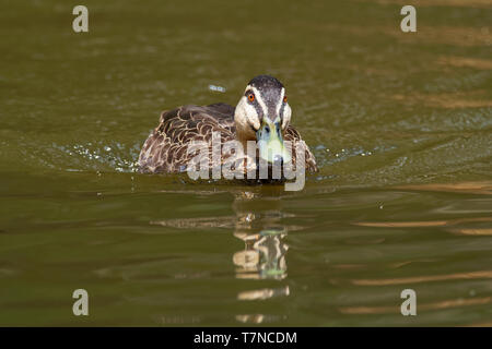 Pacific Black Duck - Anas superciliosa - dedicarmi duck, Indonesia, Nuova Guinea, Australia, Nuova Zelanda, e molte isole nel Pacifico sud-occidentale, C Foto Stock