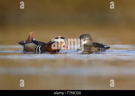 La coppia di Anatra di mandarino (Aix galericulata) nuoto attraverso il fiume. Coppia romantica della splendida anatre. Foto Stock