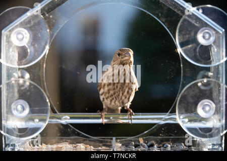 Una femmina house finch uccello appollaiato sulla plastica vetro alimentatore finestra cercando in Virginia mangiare semi di girasole Foto Stock