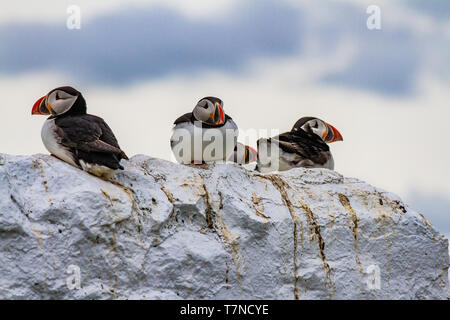 I puffini comune durante la tarda primavera stagione di riproduzione sul farne Islands, Northumberland, Regno Unito. Maggio 2018. Foto Stock