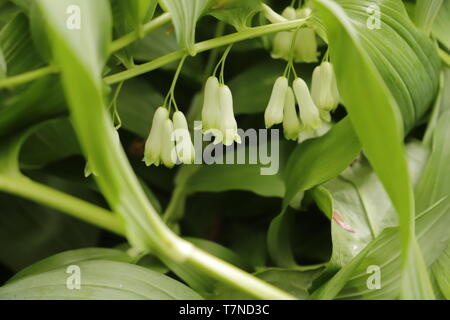 Il re Salomone del sigillo, piccolo ma bellissimo campanile bianco fiori Foto Stock