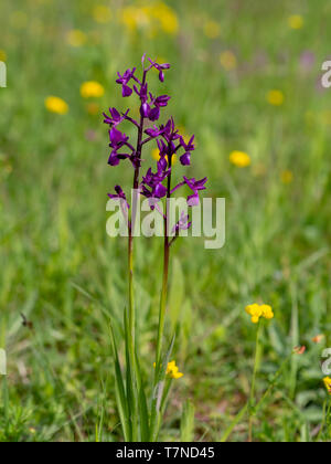 Viola i picchi di fiori di Anacamptis laxiflora selvaggio fiore. Aka Loose-fiorito o Lax a fiore orchidea. In umido, prato di fiori selvaggi. Foto Stock