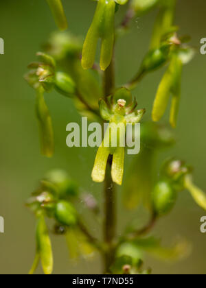 Comune Eggleaf aka twayblade, Neottia ovata. Wild Orchid. Primo piano dettaglio del fiore. Foto Stock