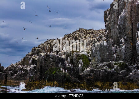 Colonie di uccelli marini di principalmente Guillemots comune su di una scogliera sul farne Islands, Northumberland, Regno Unito. Maggio 2018. Foto Stock