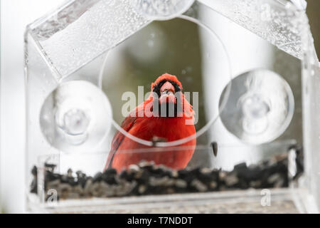 Close up funny maschio rosso cardinale settentrionale, Cardinalis, uccello appollaiato sulla plastica vetro della finestra alimentatore in Virginia con fiocchi di neve caduta sunf mangiare Foto Stock