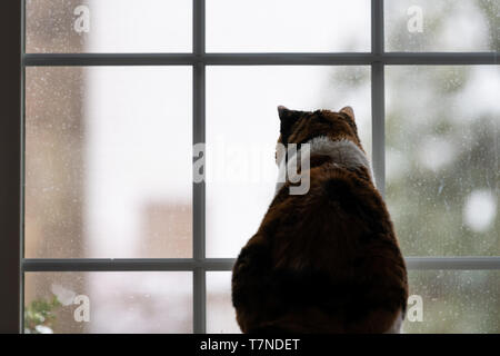 Retro di calico cat back seduta all'interno in ambienti chiusi in casa a guardare in camera guardando al di fuori attraverso la finestra per gli uccelli Foto Stock
