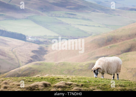 Visualizzazioni di immagini e da escursionismo la fine di del The Pennine Way attraverso aprire espansiva di brughiera su un bellissimo fine giornata invernale. Foto Stock