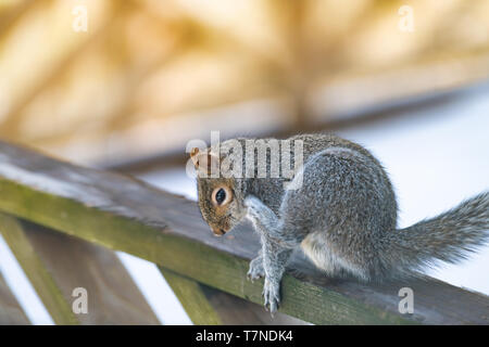 Primo piano di un piccolo scoiattolo grigio in tempo freddo seduto sul ponte di legno della ringhiera di casa o casa di backyard prurito graffiare la testa Foto Stock