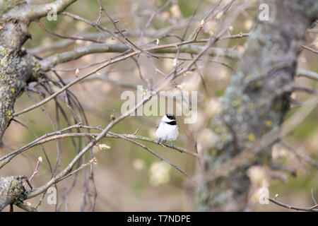 Uno nero-capped Luisa uccello appollaiato sul ramo di albero in primavera soleggiata in Virgini con la fioritura dei ciliegi boccioli di fiori ad alto angolo di visione Foto Stock