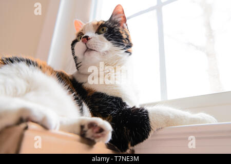 Angolo basso closeup femminile di carino Gatti calico faccia giacente dal davanzale in ambienti chiusi in camera home guardando indietro Foto Stock