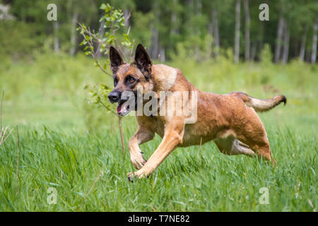 Malinois cane in esecuzione Foto Stock