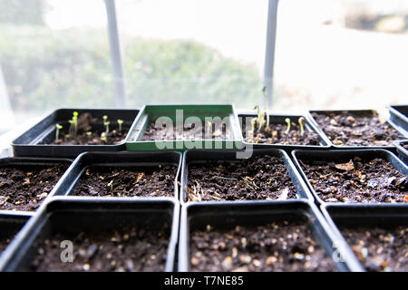 Primo piano di molti contenitori scatole con terreno verde germogli piccoli germogli che scaturiscono in crescita con la luminosa luce del sole dalla finestra e nessuno Foto Stock