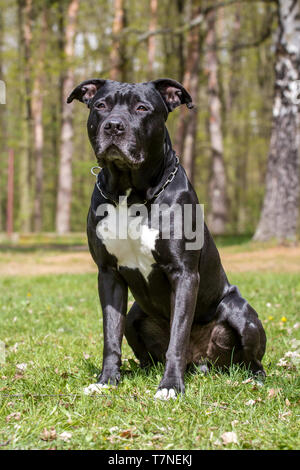 Black American Staffordshire Terrier cane maschio Foto Stock