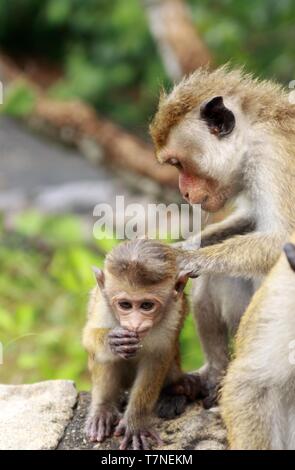 Close up wild toque macaque (Macaca sinica) madre delousing baby monkey Foto Stock