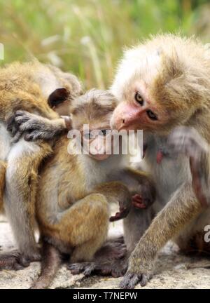 Close up toque Macaque monkey (Macaca sinica) famiglia - il padre e la madre accarezza il loro bambino, Sri Lanka Foto Stock