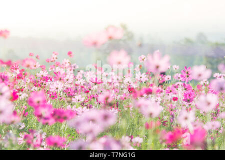Cosmos fiori in natura, dolce, sfondo sfocato sfondo floreale, rosa chiaro e rosa intenso cosmo Foto Stock