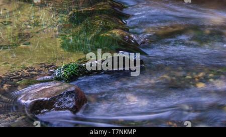 Piccola cascata di acqua in Velka Bela river vicino Jetrichovice, Repubblica Ceca Foto Stock