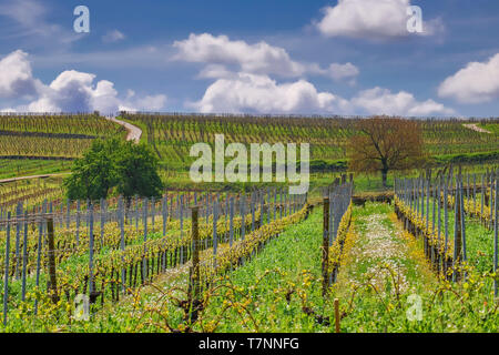 Vigneto in estate con cielo blu, viaggi Alsace Francia Foto Stock