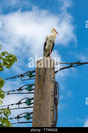 Stork seduto sull'energia elettrica pole in Alsazia, Francia Foto Stock