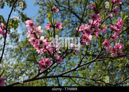 Bella Peach Blossom sulla natura dello sfondo. Pesco in primavera. Foto Stock