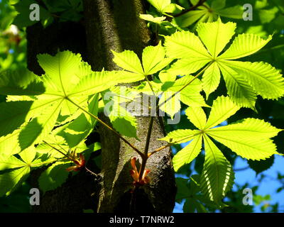 Nuove foglie di ippocastano in verde e fresco in luce posteriore Foto Stock