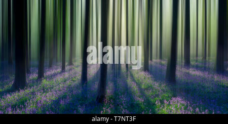 Trasognata bluebell woodland sunrise in primavera. Foto Stock