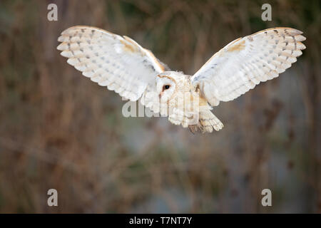 Il barbagianni (Tyto alba) è il più diffuso specie di gufo e uno dei più diffusi di tutti i volatili. Foto Stock