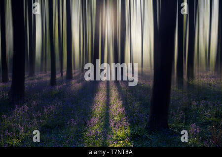 Trasognata bluebell woodland sunrise in primavera. Foto Stock