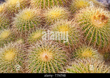 Grusonii Echinacactus, le piante succulente con spine sfondo texture Foto Stock