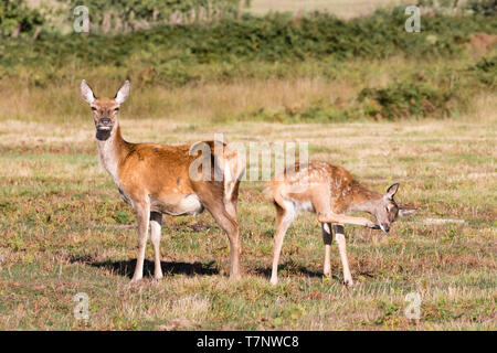 Red Deer hind sta guardando la telecamera. Al suo fianco si erge un macchiato fulvo di graffiare il mento con il suo zoccolo posteriore. Foto Stock