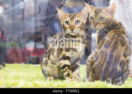 Due gattini Bengala nella casella Foto Stock