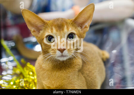 Lo zenzero gattino con gli occhi verdi e grandi orecchie Foto Stock