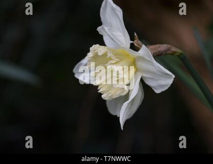 Una singola bianco Daffodil testa, narcisi, fioritura in primavera sun Foto Stock