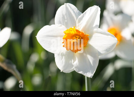 Un unico bianco e arancione Daffodil fiore di narciso, in fiore nel sole di primavera Foto Stock