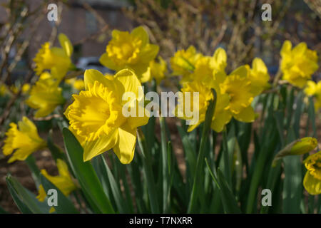 Allen Gardens è un bel posto per fare una pausa e perdersi nella bellezza naturale del verde a pochi passi dal centro della città Foto Stock