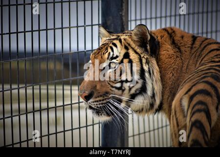 Tiger guardare verso il basso Foto Stock