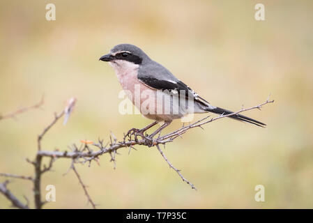 Grigio meridionale shrike Lanius excubitor Foto Stock