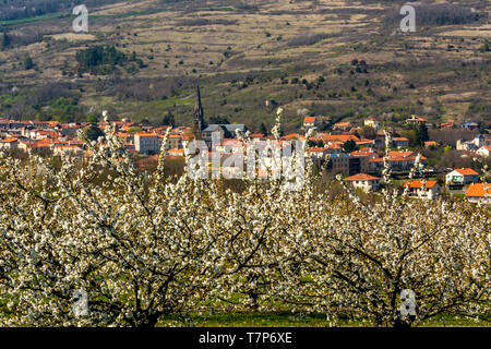 Alberi di mele (malus domestica) in un frutteto vicino Tallende, Limagne, Auvergne Francia, Europa Foto Stock