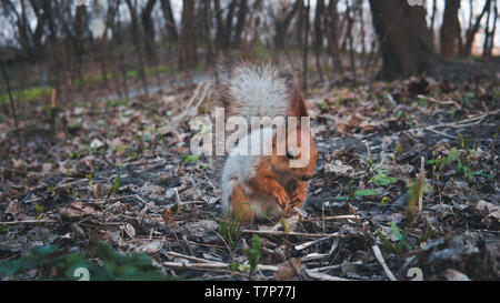 Wild squirrel mangiare i dadi nella foresta, close-up. Bella scoiattolo con coda soffice Foto Stock